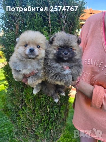 Померани , снимка 2 - Померан - 54097931