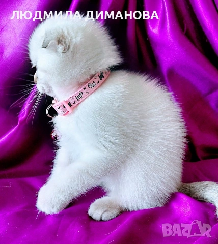 Скоттиш Фолд със сини очи , снимка 4 - Британска късокосместа - 54576395