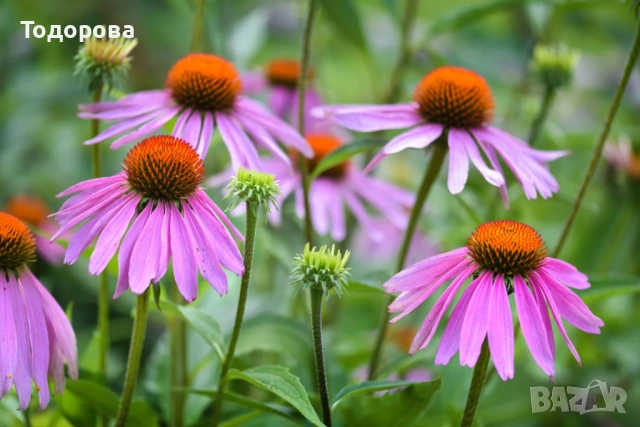 ехинацея лечебна 