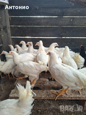 ярки лекхорни 