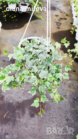  Кошница с Бръшлян Бяло чудо, Hedera helix White Wonder, студоустойчив, снимка 3 - Градински цветя и растения - 53490433