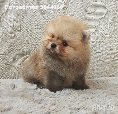 Мини Померанчета , снимка 4 - Померан - 54795093