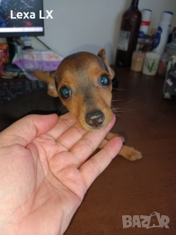 Мъжки мини пинчер, снимка 3 - Пинчер - 53644493