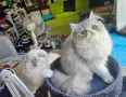 Персийски котенца , снимка 2