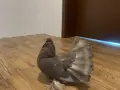 Индийски фенерлиии, снимка 1