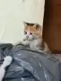Котенца - Подарявам, снимка 2