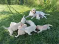 Кученцe Лабрадор , снимка 1