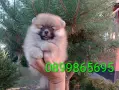 Мъжки и женски Померани., снимка 3