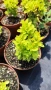 Берберис Мария, Berberis thunbergii ‘Maria'!!!, снимка 8