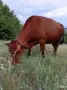 Продавам крава за мляко, снимка 1