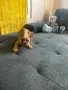 Две прекрасни момченца, снимка 6