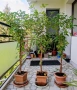 Фикус Бенджамин Microcarpa, височина 145-135см, снимка 6