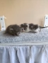 Подарявам две малки котенца , снимка 8
