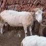 продавам 10 овце овен 3кози, снимка 3