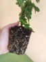 Хризантема Suntaste розова, снимка 2