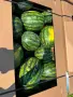Продаваме диня на едро - сорт: РОМАНЗА ; тел. 0878744855, снимка 7