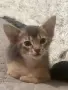 Абисинско котенце , снимка 5