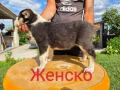 Кутрета Чистокръвни Алабай, снимка 1