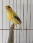мъжко канарче Орфей, канар, снимка 1