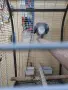 Мъжко жако за развъждане, снимка 3