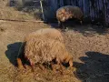 свободно цялото стадо , снимка 10