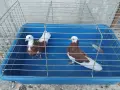 Белослатински червени , снимка 2