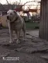 Свободни две женски , снимка 8