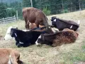 отбити телета различна възраст , снимка 1