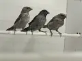 Люспогърди амадини, снимка 1