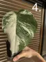 Monstera Albo Variegata (Монстера Албо Вариегата), снимка 6