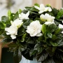 Гардения / Gardenia “Jasminoides”, снимка 4