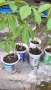 Продавам растения Дива лоза (Parthenocissus quinquefolia), снимка 5