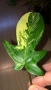 Резник philodendron Florida Beauty , снимка 1