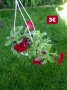 Петунии в кошници, снимка 4