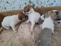 Кученца чихуахуа , снимка 6