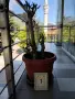 Продавам палма Юка / Yucca, 15 годишна, 1.2 м. височина, 5 стъбла, саксия Ф 45, снимка 2