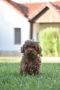Той пудел Toy poodle, снимка 15