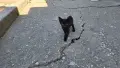 Подарявам котенца, снимка 12