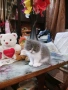 Продавам персийски женски котета, снимка 12