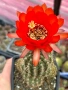 Кактуси Lobivia Grandiflora червен цвят, снимка 2