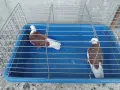 Белослатински червени , снимка 4
