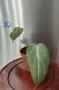 Филодендрон 'Глориозум Зебра' / Philodendron gloriosum zebra, снимка 9