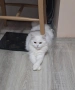Бяла персийска котка, снимка 2