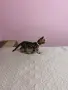 Бенгалски котета, снимка 9