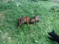 немско - белгийска овчарка , снимка 17