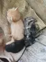4 малки котенца, снимка 4