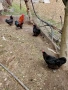 кокошки черен меден маран , снимка 3