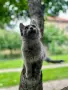 Mein Coon Мейн Кун, снимка 6