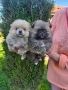 Померани , снимка 2