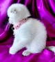 Скоттиш Фолд със сини очи , снимка 4
